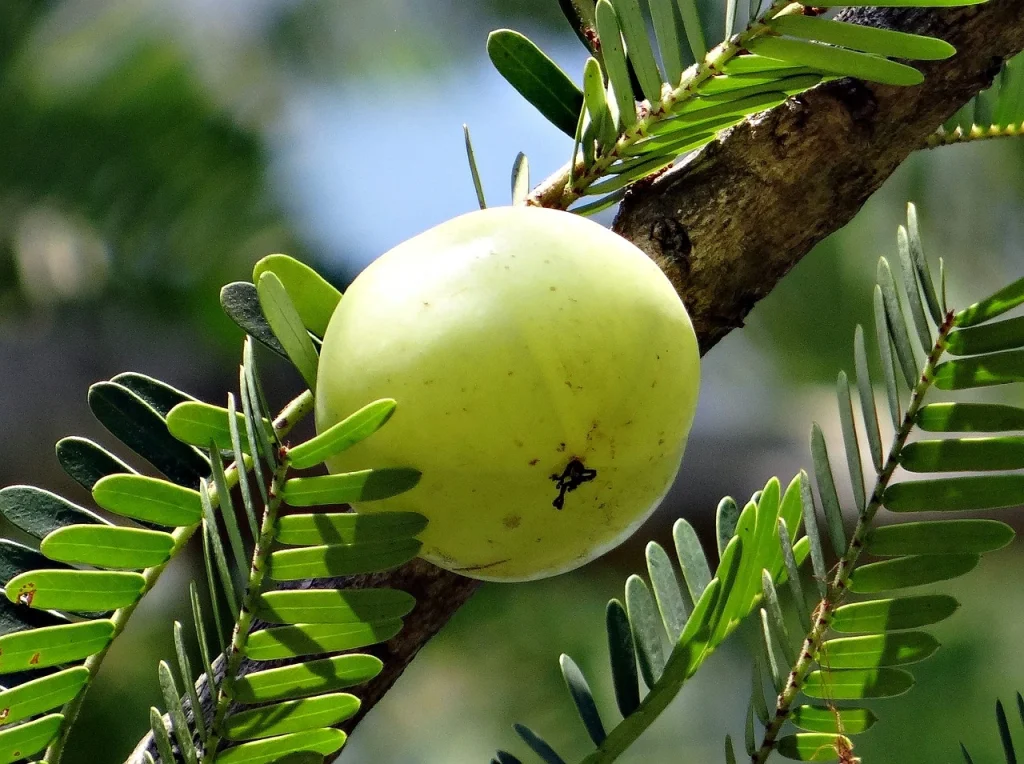 indian-gooseberry